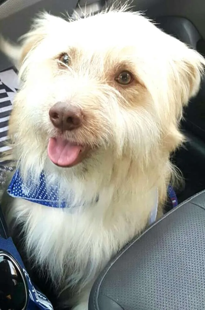 Cachorro ra a  idade 1 ano nome Charlie