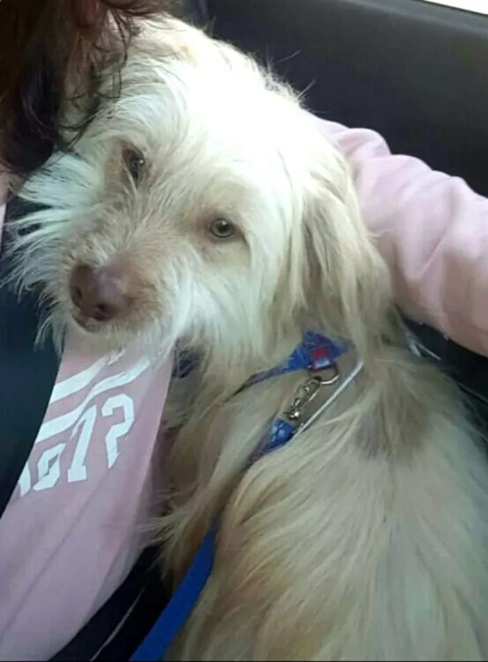 Cachorro ra a  idade 1 ano nome Charlie
