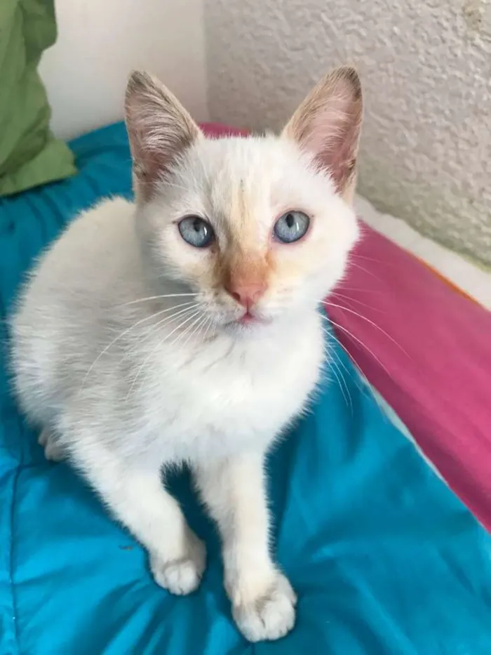 Gato ra a  idade 2 a 6 meses nome Otto 