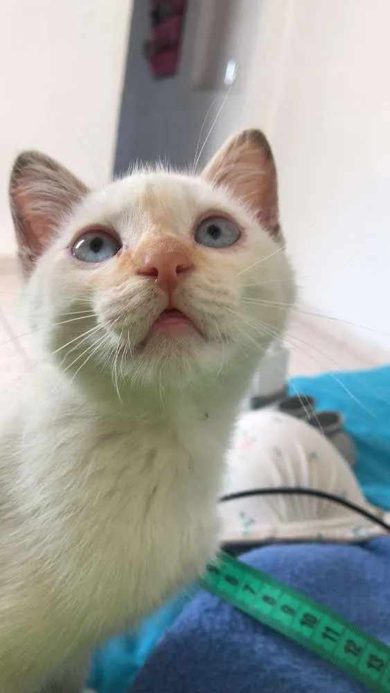 Gato ra a  idade 2 a 6 meses nome Otto 