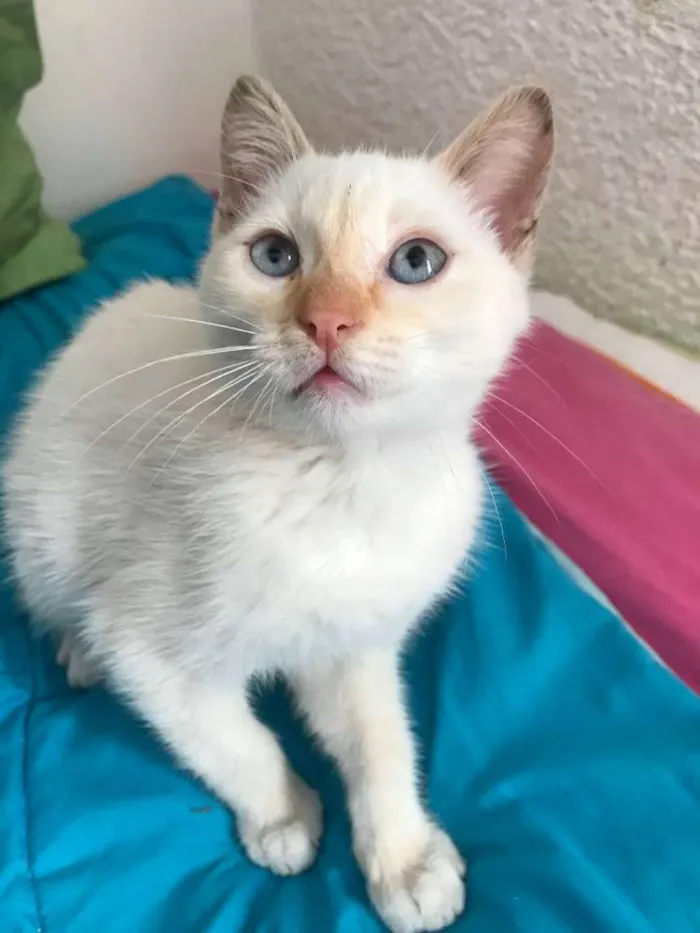 Gato ra a  idade 2 a 6 meses nome Otto 