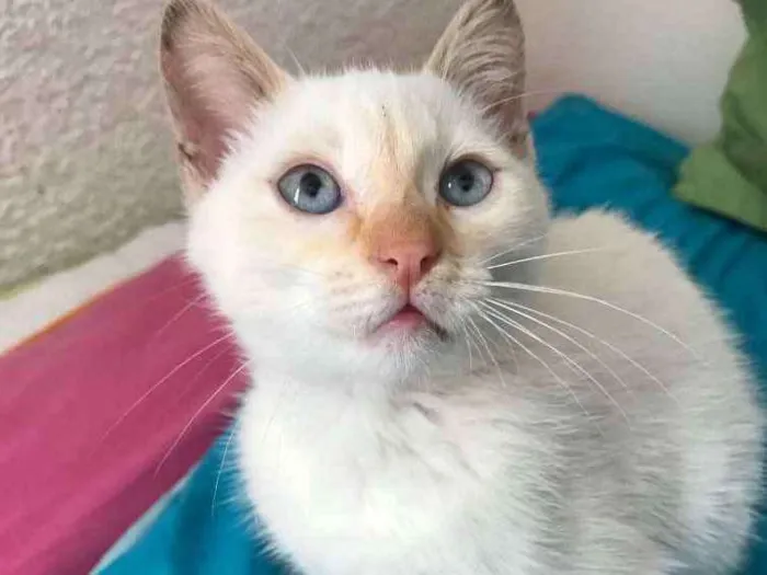 Gato ra a  idade 2 a 6 meses nome Otto 