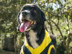 Cachorro raça SRD idade 2 a 6 meses nome TIM