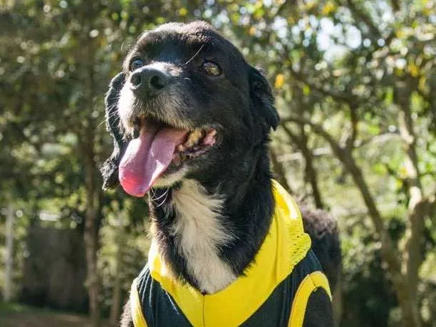 Cachorro ra a SRD idade 2 a 6 meses nome TIM