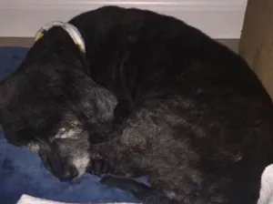 Cachorro raça Poodle idade 6 ou mais anos nome Bud