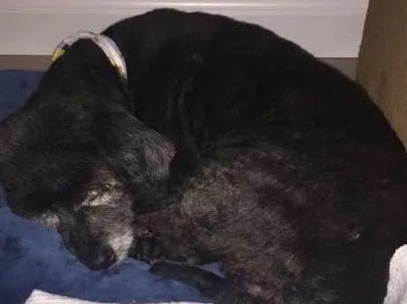 Cachorro ra a Poodle idade 6 ou mais anos nome Bud