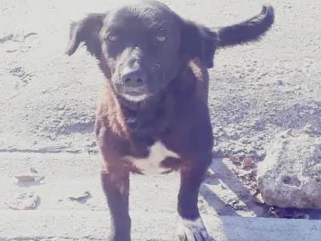 Cachorro ra a VIRA LATA  idade 2 anos nome PRETINHO