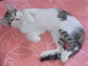 Gato raça SRD idade 2 a 6 meses nome Joaquim 