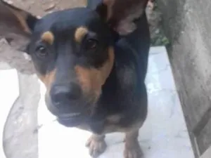 Cachorro raça Vira Lata idade 7 a 11 meses nome Thor