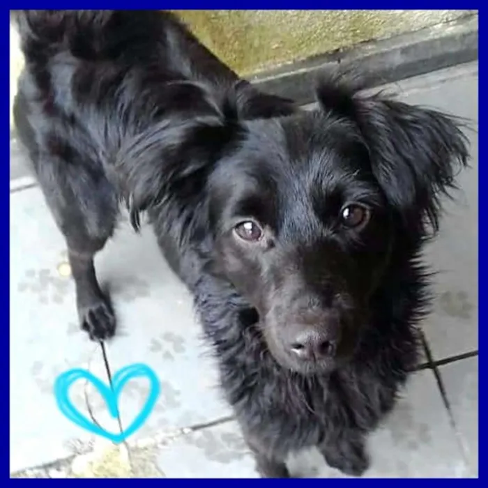 Cachorro ra a  idade 2 anos nome Boomer 