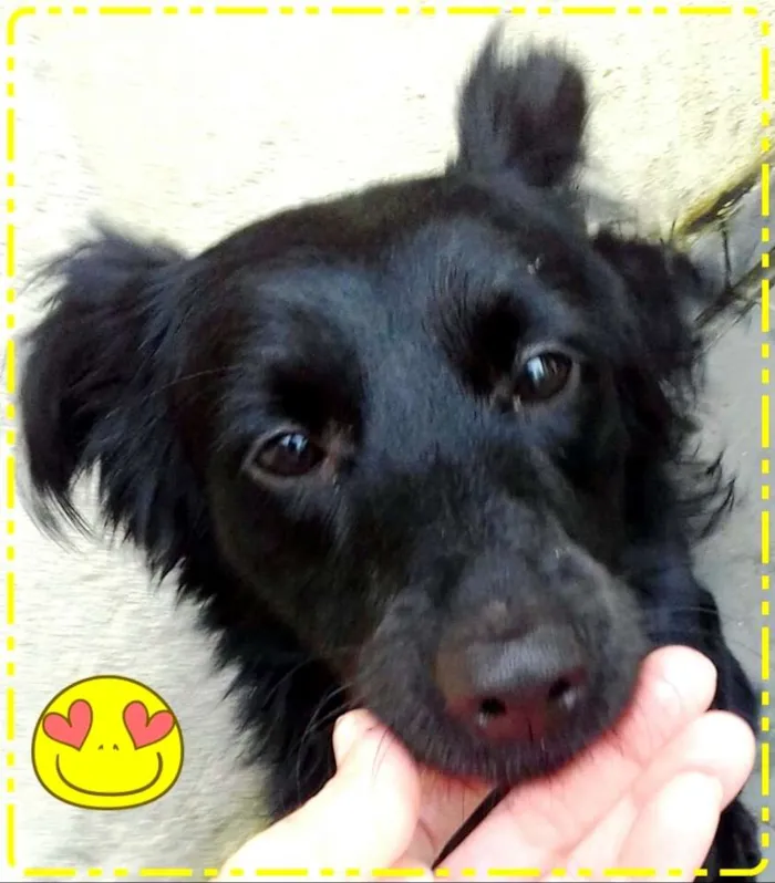 Cachorro ra a  idade 2 anos nome Boomer 