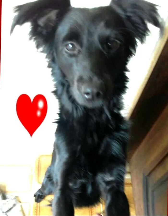 Cachorro ra a  idade 2 anos nome Boomer 