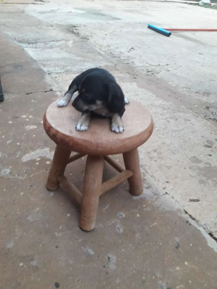 Cachorro ra a  idade Abaixo de 2 meses nome Sem nome