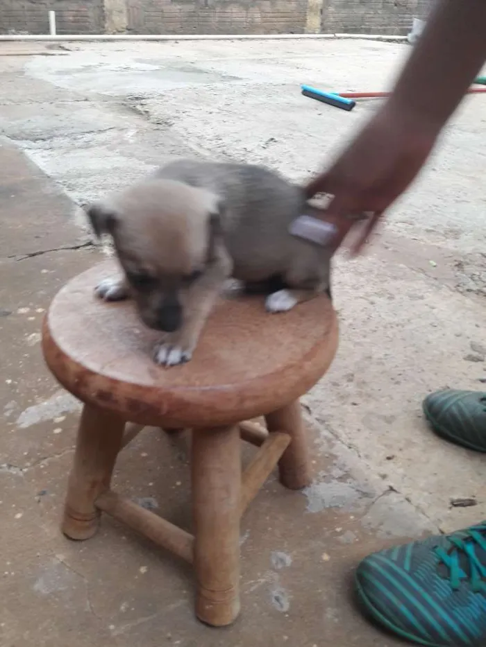 Cachorro ra a  idade Abaixo de 2 meses nome Sem nome