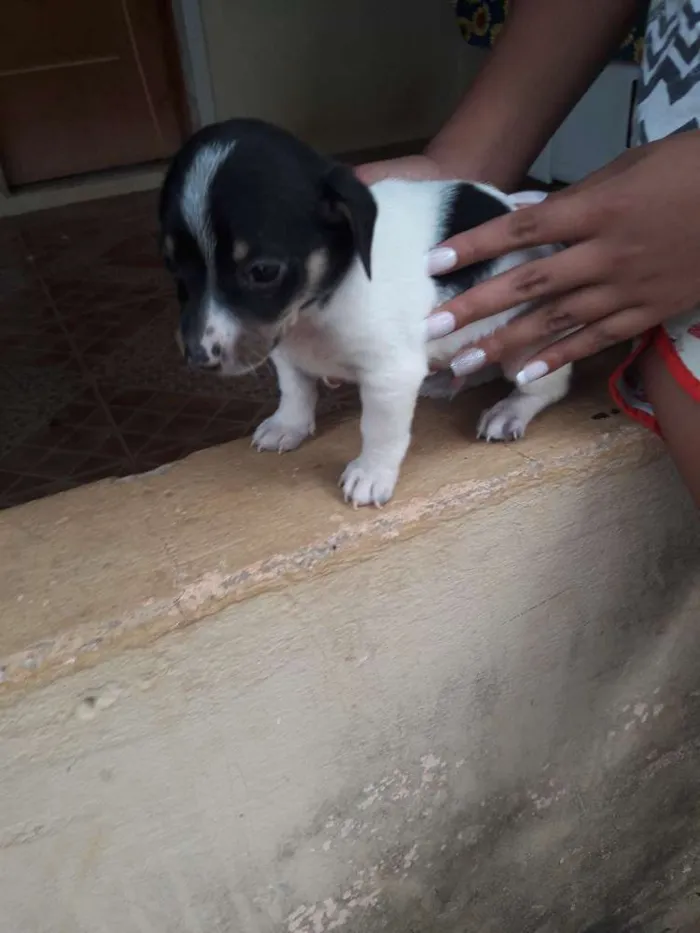 Cachorro ra a  idade Abaixo de 2 meses nome Sem nome