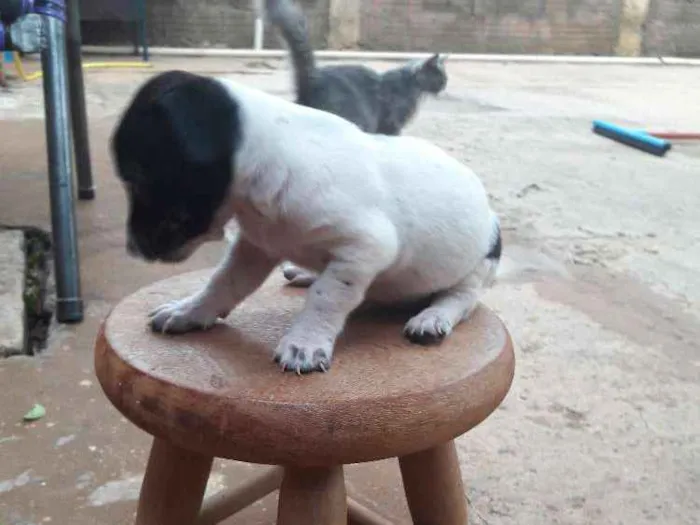 Cachorro ra a  idade Abaixo de 2 meses nome Sem nome