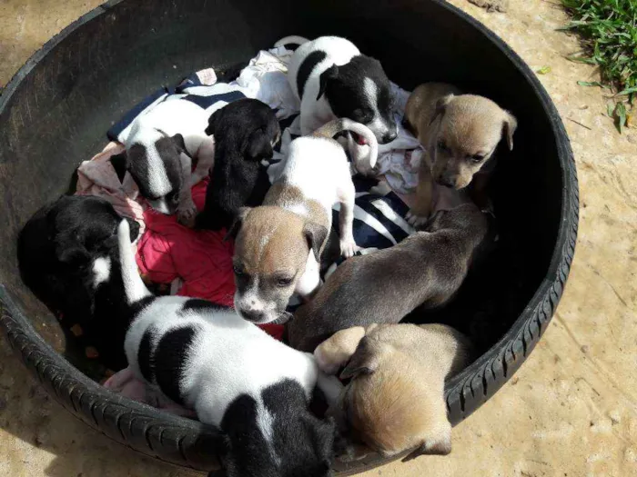 Cachorro ra a  idade Abaixo de 2 meses nome Sem nome