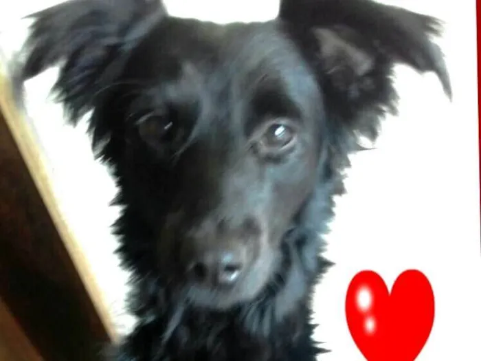 Cachorro ra a  idade 2 anos nome Boomer 