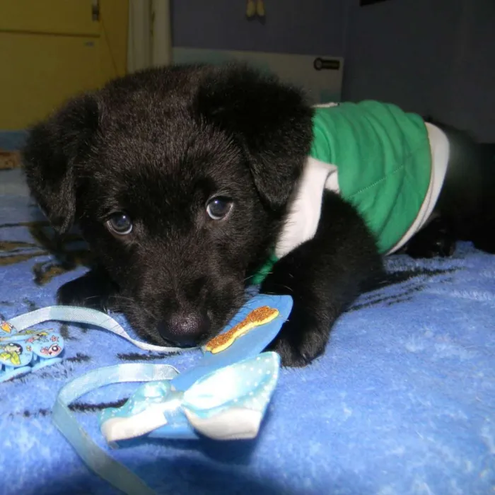 Cachorro ra a Srd idade Abaixo de 2 meses nome Jhon  Bb