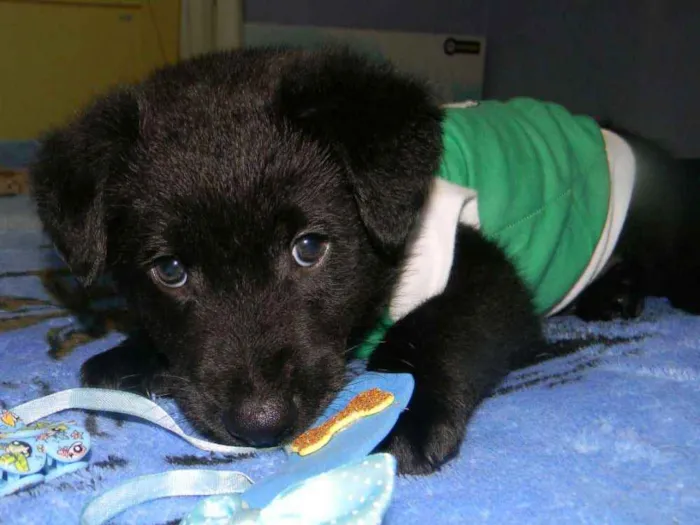 Cachorro ra a Srd idade Abaixo de 2 meses nome Jhon  Bb