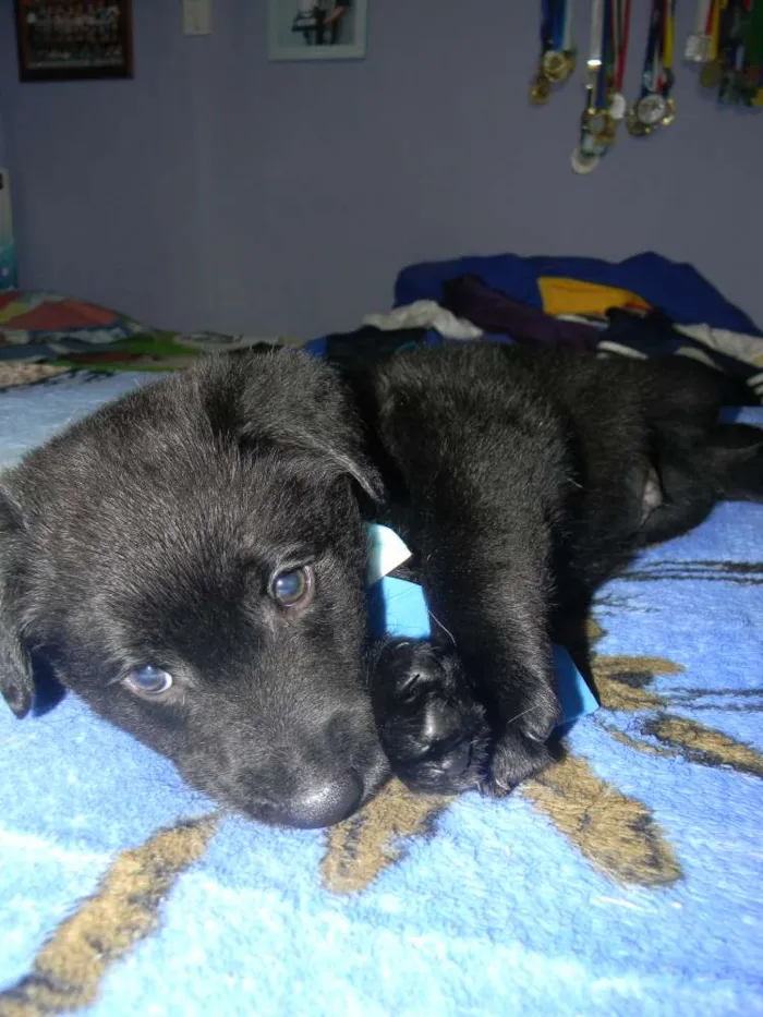 Cachorro ra a Srd idade Abaixo de 2 meses nome Jhon  Bb