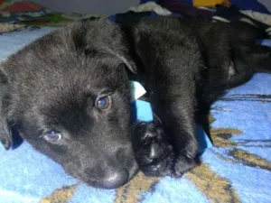 Cachorro raça Srd idade Abaixo de 2 meses nome Jhon  Bb