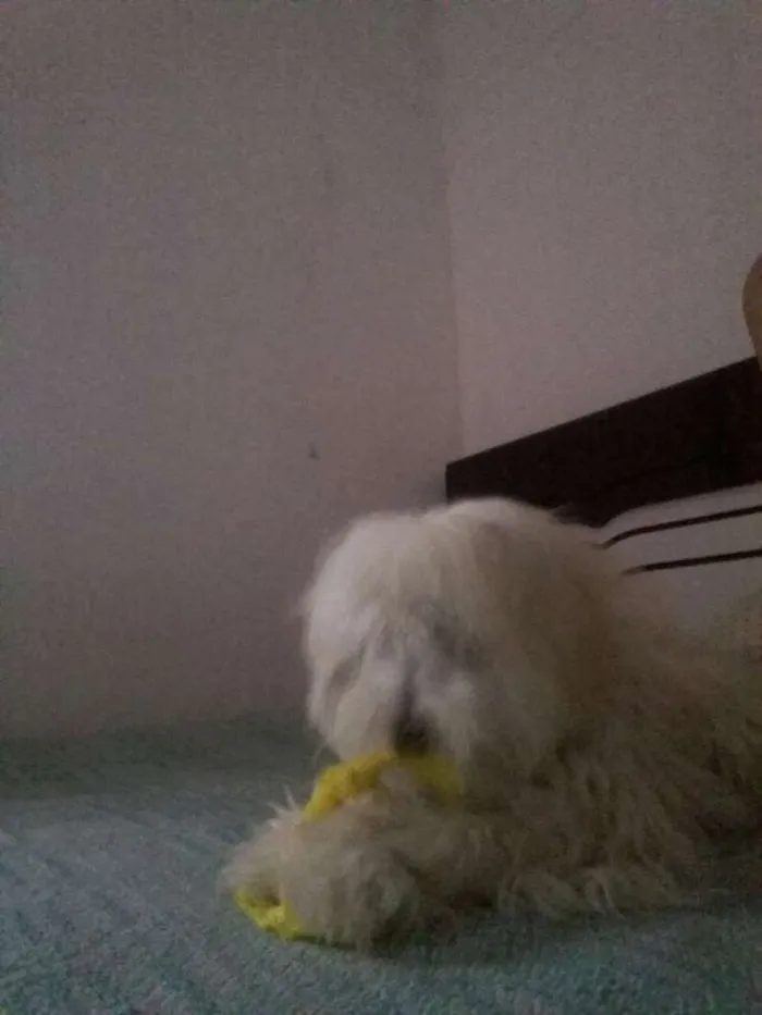 Cachorro raça Poodle idade 3 anos nome Mel