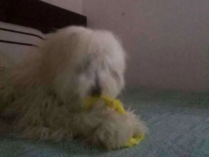 Cachorro raça Poodle idade 3 anos nome Mel