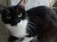 Frajolinha