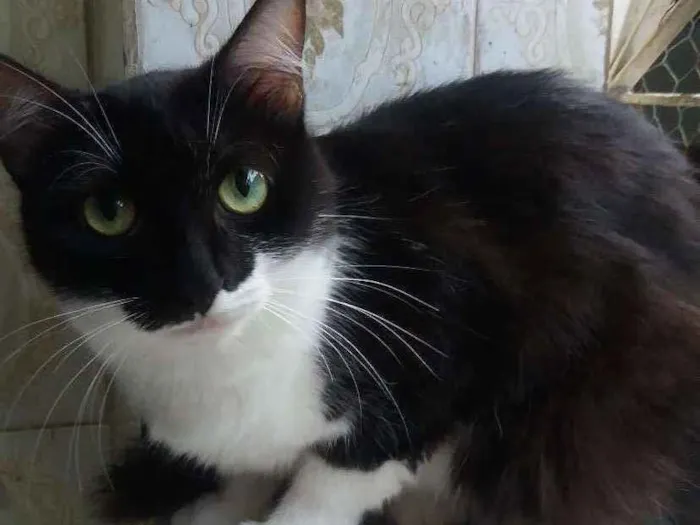 Gato ra a SRD idade 2 anos nome Frajolinha