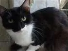 Gato raça SRD idade 2 anos nome Frajolinha