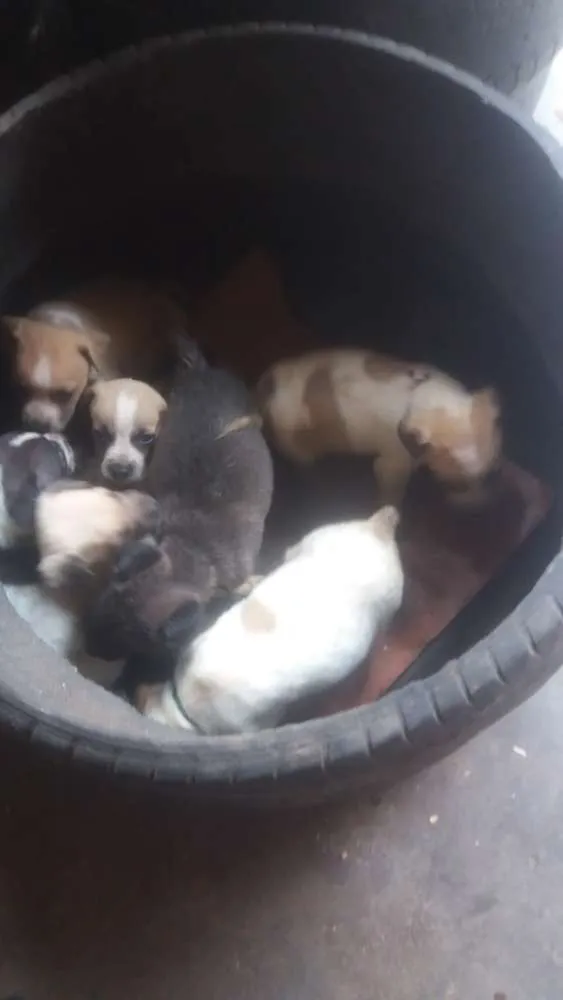 Cachorro ra a Srd idade Abaixo de 2 meses nome Manchados 
