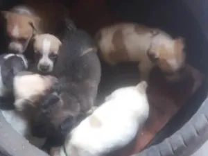Cachorro raça Srd idade Abaixo de 2 meses nome Manchados 