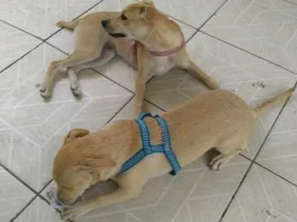 Cachorro ra a Pé latra idade 7 a 11 meses nome Duck e duckeza(casal