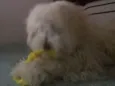 Mel