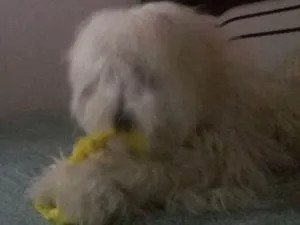 Cachorro raça Poodle idade 3 anos nome Mel