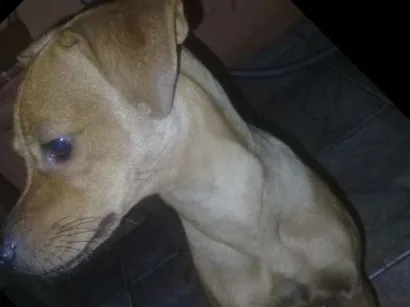 Cachorro raça Nao definida idade 7 a 11 meses nome Cristal