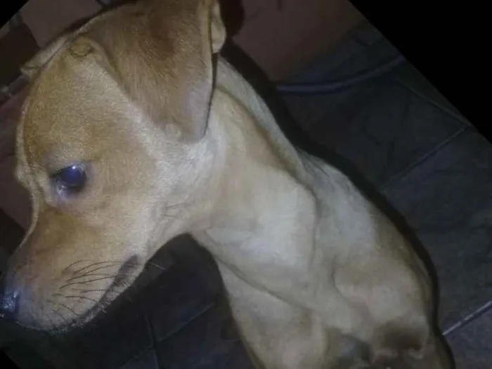 Cachorro ra a Nao definida idade 7 a 11 meses nome Cristal