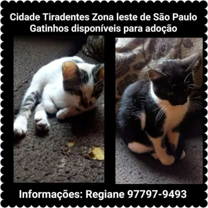 Gato ra a Raça não definida idade 2 a 6 meses nome Amora e sol