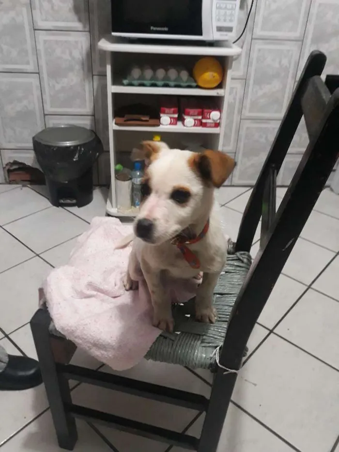 Cachorro ra a Indefinida idade Abaixo de 2 meses nome Sem nome