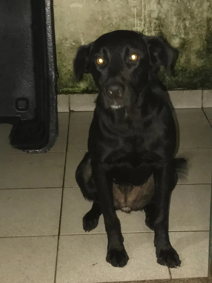 Cachorro ra a Vira lata, mistura de labrador idade 2 anos nome Kylie 