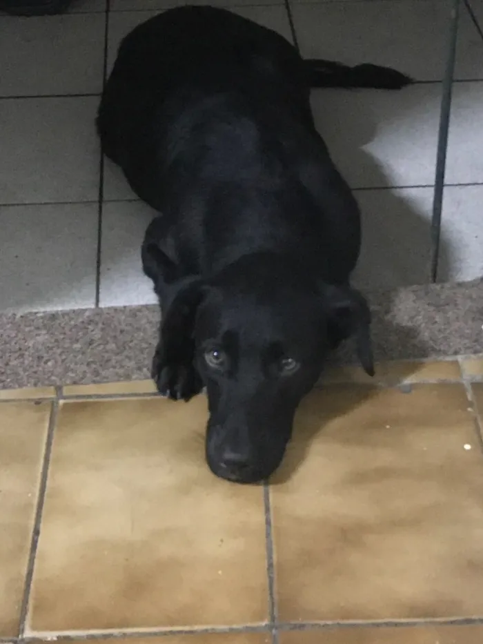 Cachorro ra a Vira lata, mistura de labrador idade 2 anos nome Kylie 