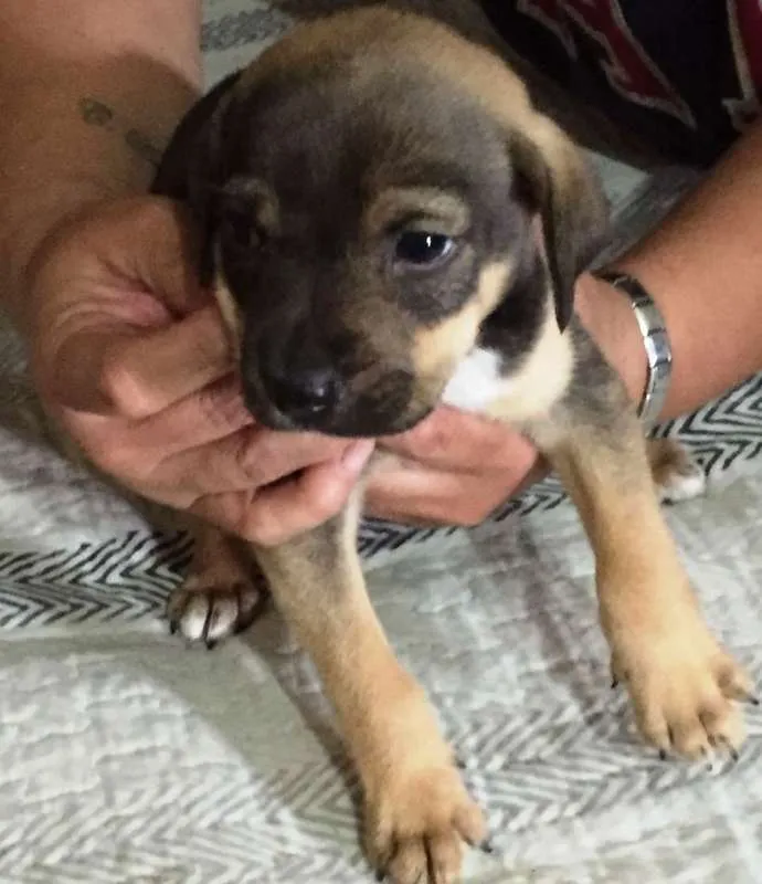 Cachorro raça indefinida idade Abaixo de 2 meses nome Nescau