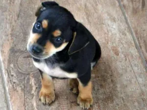 Cachorro raça  idade Abaixo de 2 meses nome Sem nome