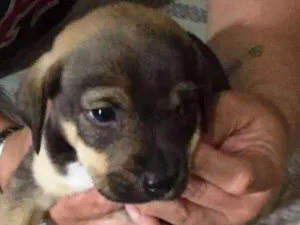 Cachorro raça indefinida idade Abaixo de 2 meses nome Nescau