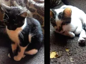 Gato raça Raça não definida idade 2 a 6 meses nome Amora e sol