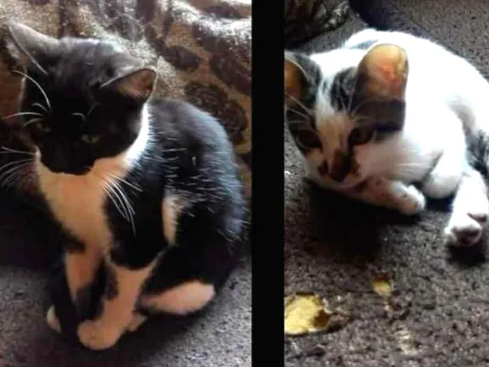 Gato ra a Raça não definida idade 2 a 6 meses nome Amora e sol