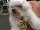 Cachorro raça Shitsu  idade 6 ou mais anos nome Dadinho