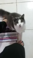 Toquinho