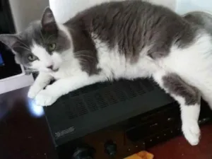 Gato raça SRD idade 7 a 11 meses nome Toquinho